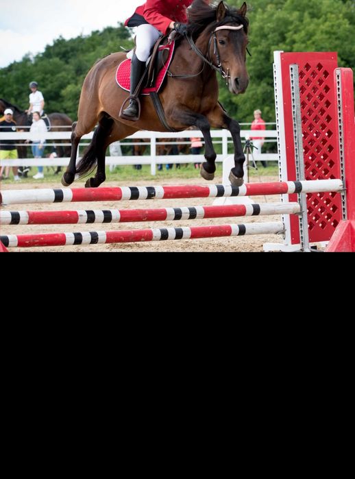 Sprzedam klacze huculskie PROGRAMOWE