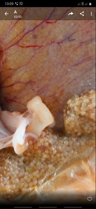 Продам икру,толстоло, сом,коропа,щуки