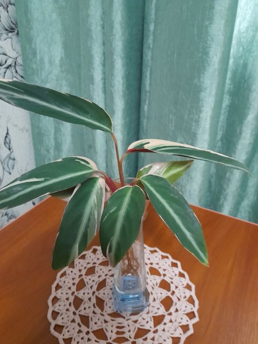 Строманта и Драцена