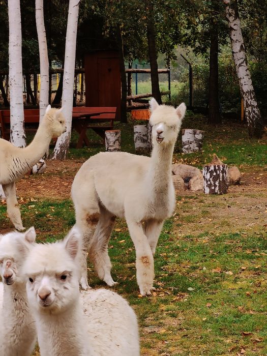 Alpaki,alpaka,samice