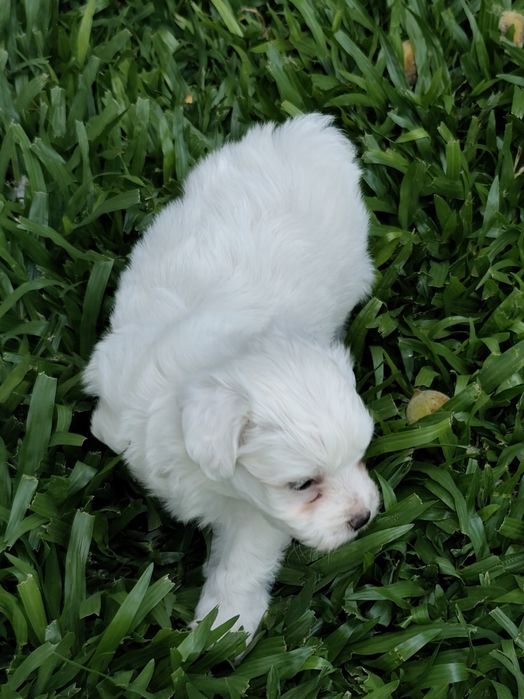 Fêmea Bichon Maltês