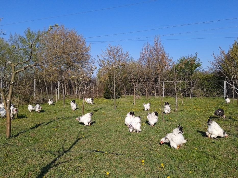 Продам інкубаційні яйця