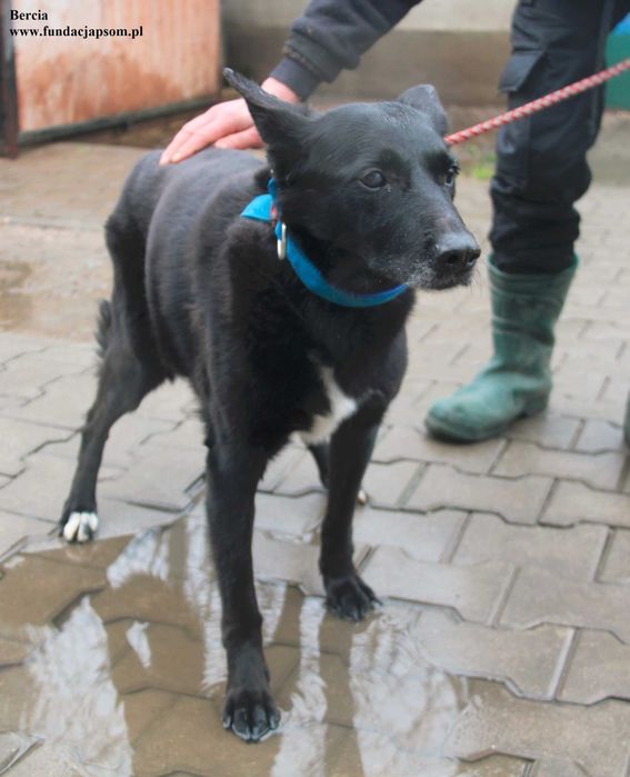 Bercia, sunia szuka bezpiecznego schronienia