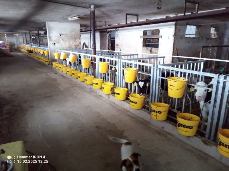 Kojce boksy dla cieląt budka iglo