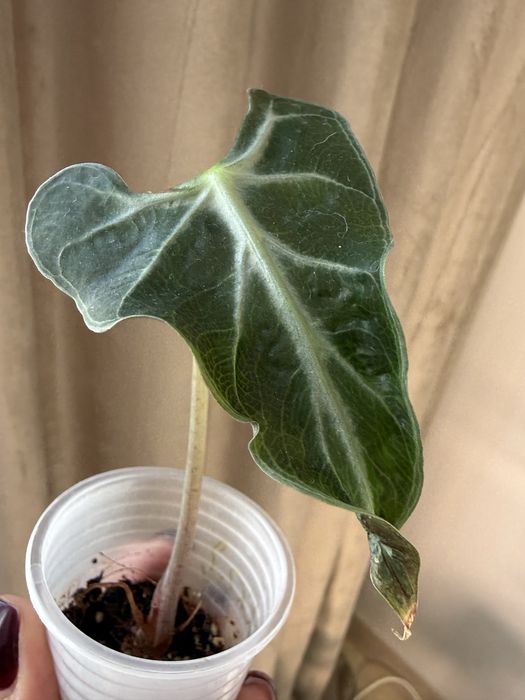 Дітки алоказій, різні сорти