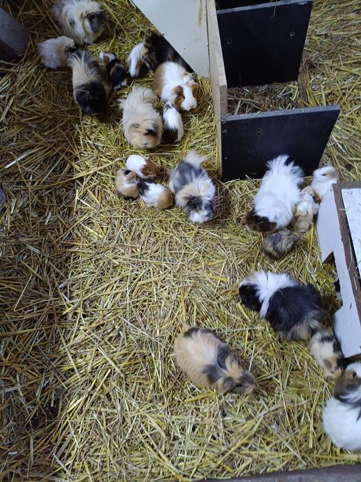 Świnki morskie rozetki długowłose