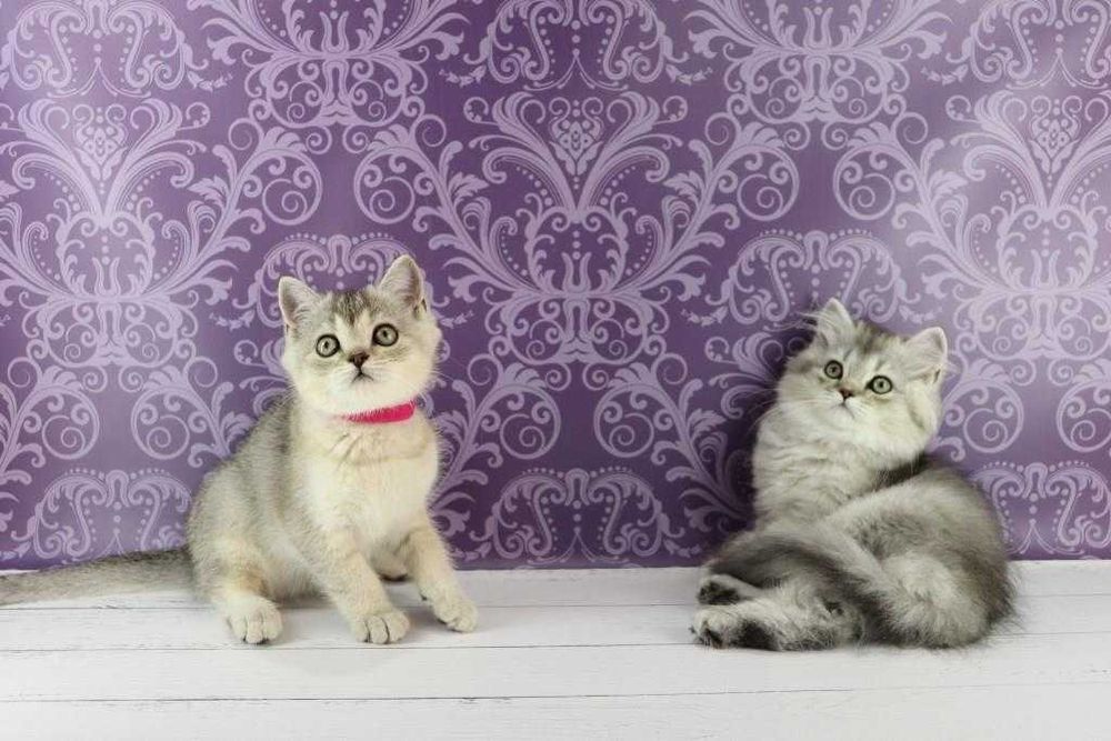 Хлопчики та дівчатка породи