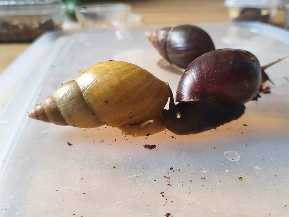 Ślimak afrykański Lissachatina (Achatina) fulica