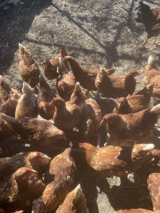 Продаю курі Ломан- Браун…