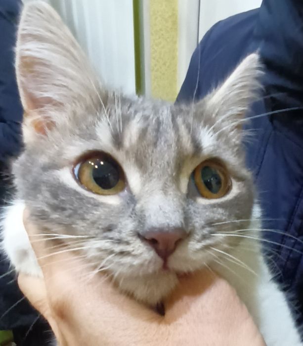 Кошеня Принцеса 5 міс стерильна