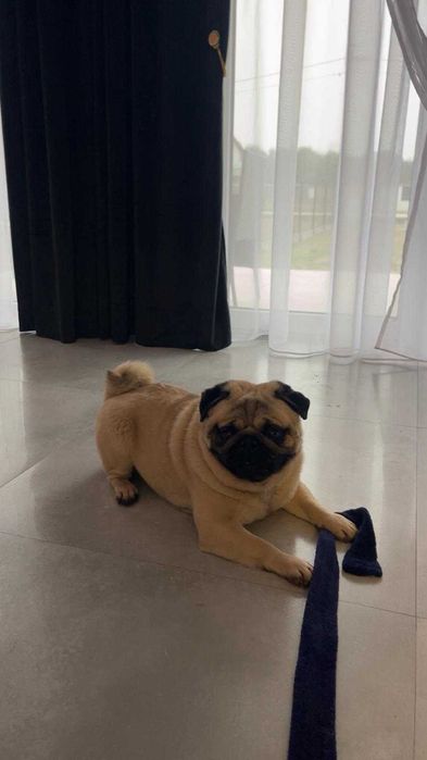 Mops piesek szczeniak