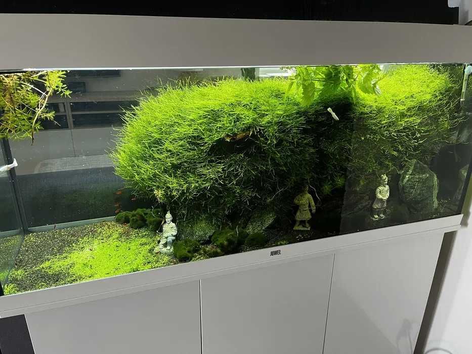 Mech Peacock moss