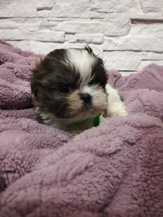 Shih tzu tricolor