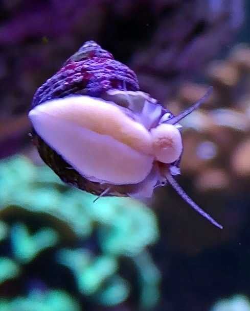 Ślimaki turbo, akwarium morskie