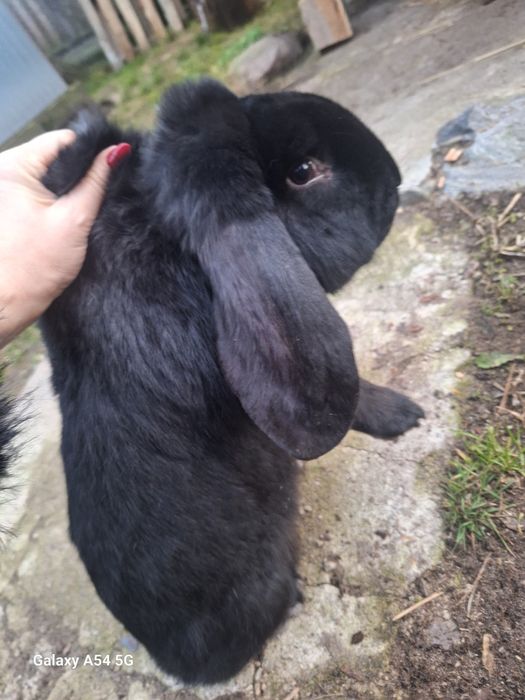 Krolik baranek samczyk