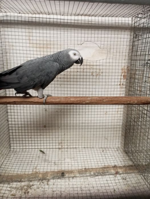 Macho papagaio cinzento
