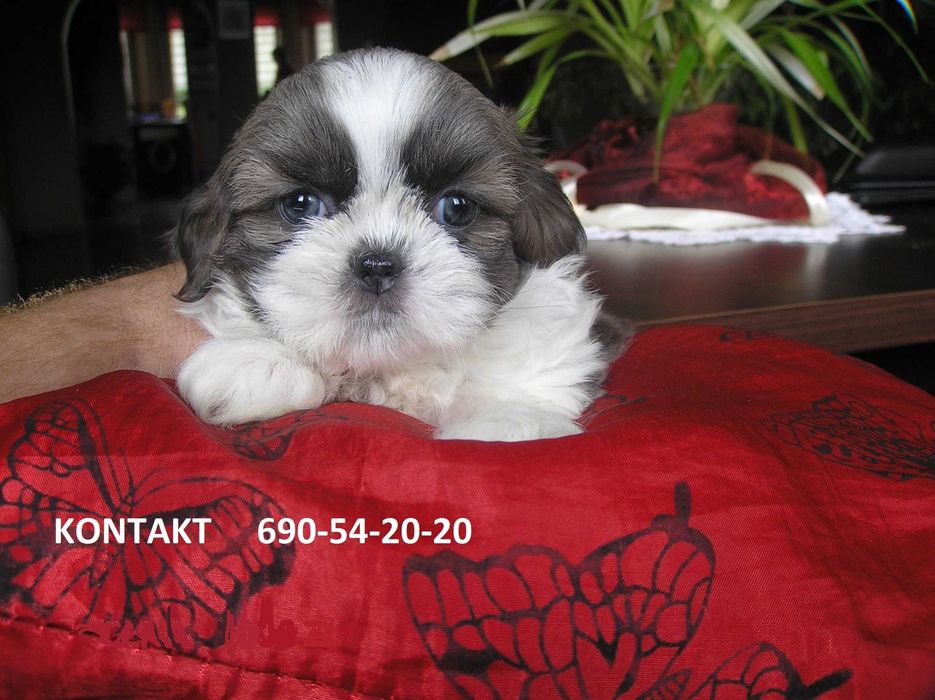szczeniaczek SHIH TZU miniaturka umowa PASZPORT rodowód