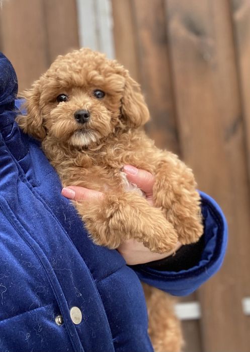 Мальтіпу  дівчинка міні