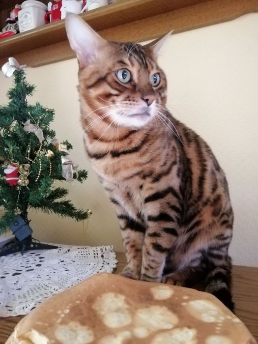 Бенгальський кіт. Вязка. Бенгал. Кот.