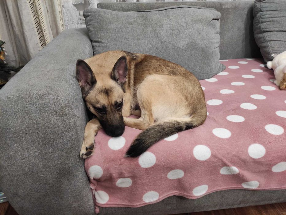 Oddam pieski w dobre ręce