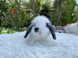 Coelhos anões+Gaiola nova+alimentação adequada