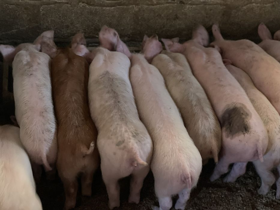 Продам поросят