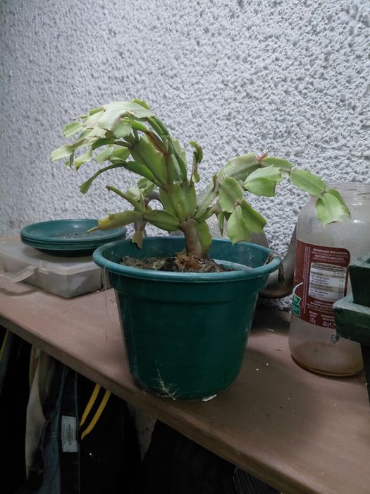 Vaso com suculenta 5€