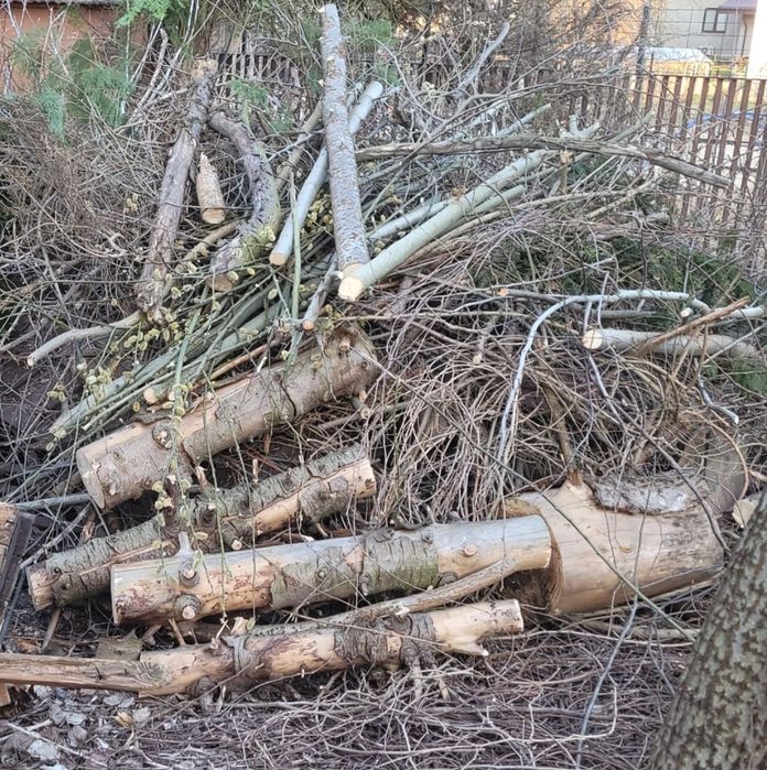 Zaplace 600 pln za odbioŕ drewna gałęzie, krzewy