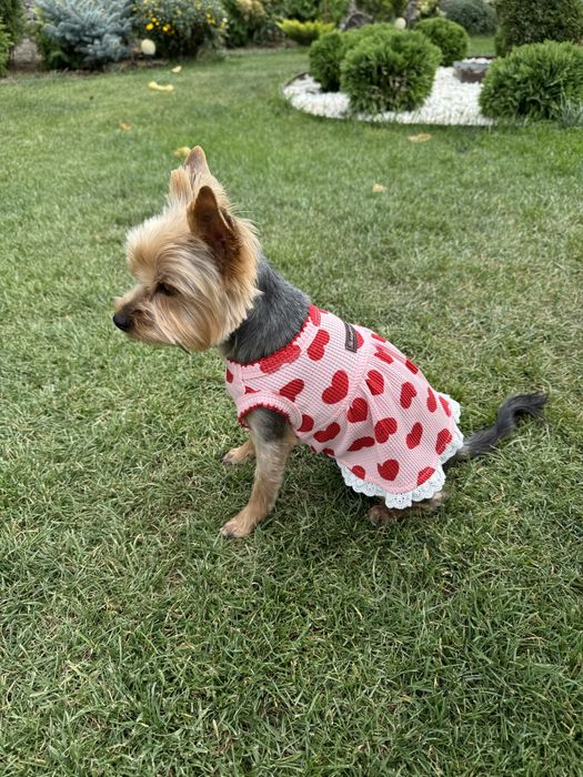 Одяг для собачки