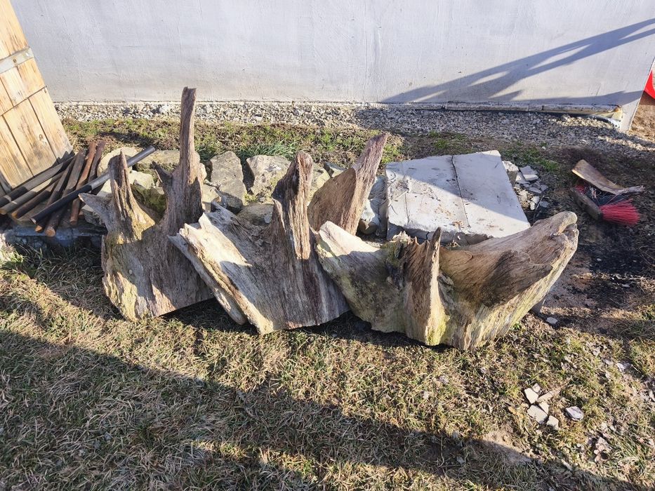 Sprzedam korzenie