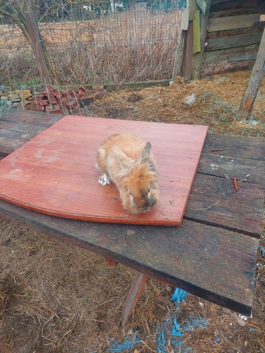 Króliki miniaturka samce