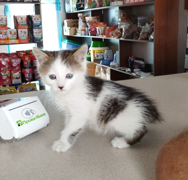 Котенок ищет дом