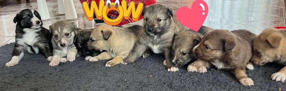 Віддам в добрі руки  цуценят 1 місяць