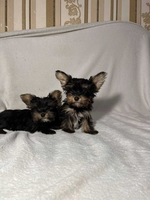 Порода йоркширський терьєр