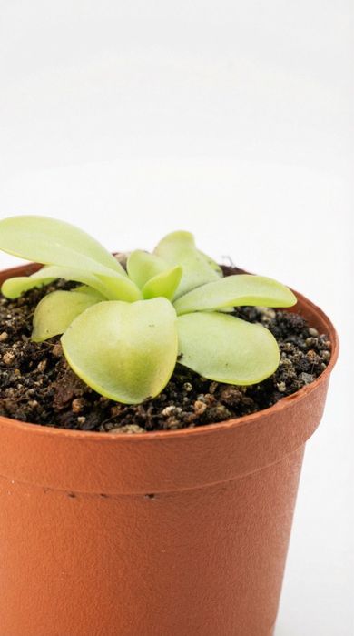 Pinguicula Tina, Жирянка Тіна