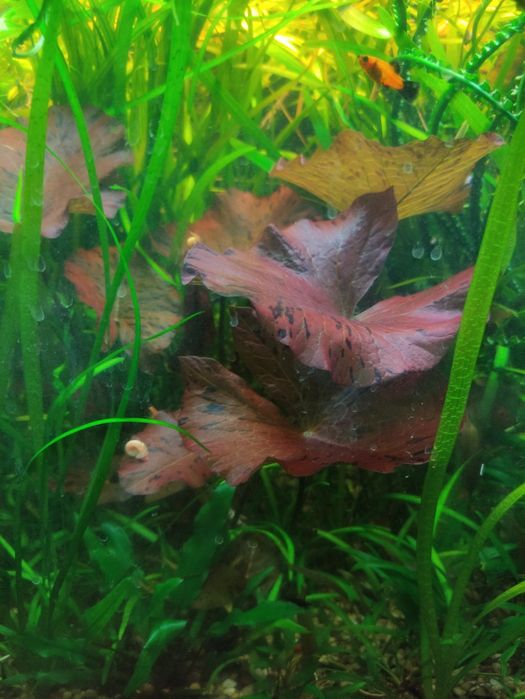 Рослинки в акваріум набором