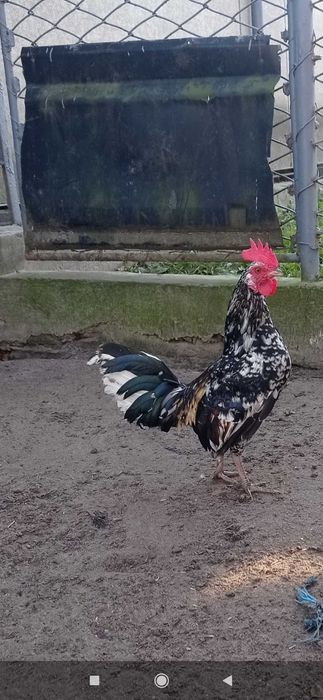 Продам декоративні півник бентамка