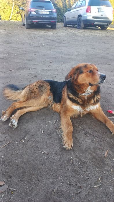 Pieski, szczeniaki, oddam za darmo. Zarezerwowane.