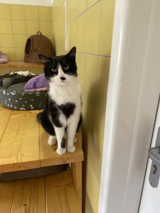 Kocurek Horacy do adopcji!