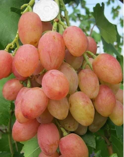 Саженцы винограда