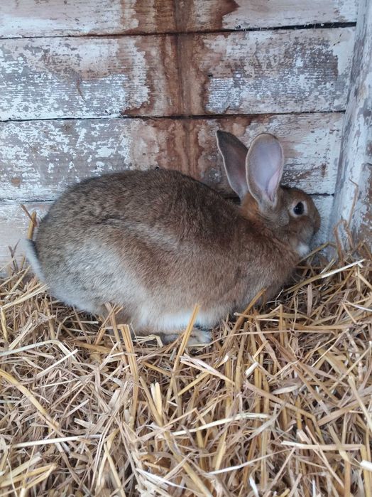Zamiienię samca na samice