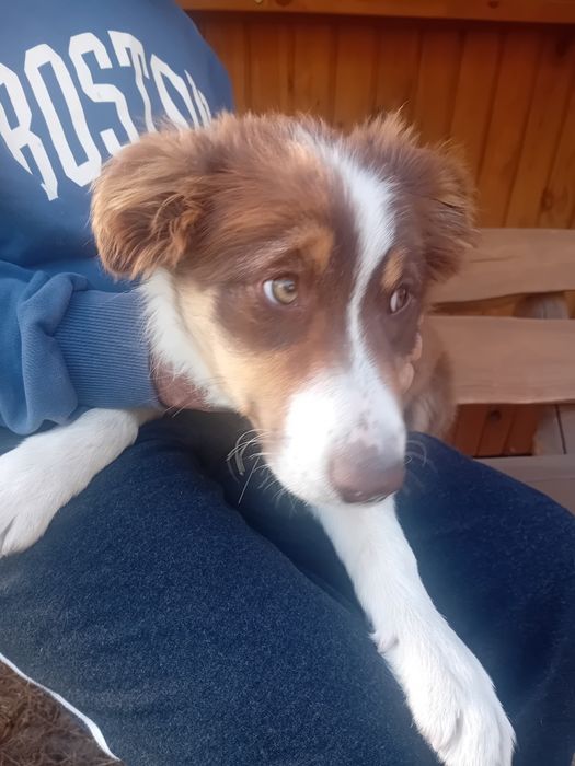 Suczka border collie