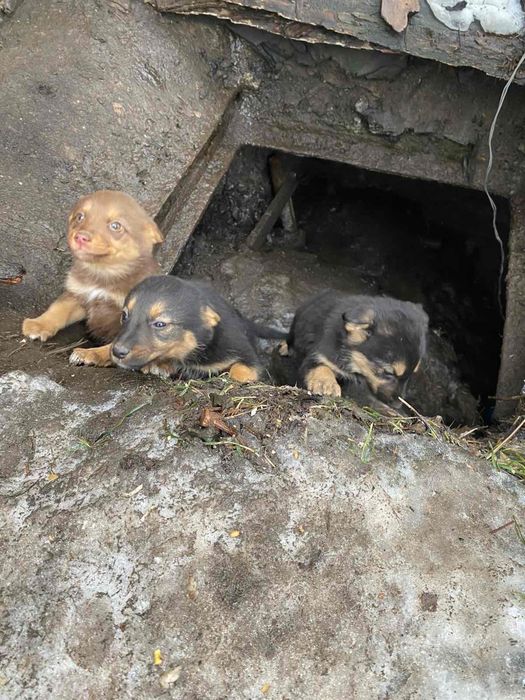 Три чарівні валентинки шукають люблячий дім
