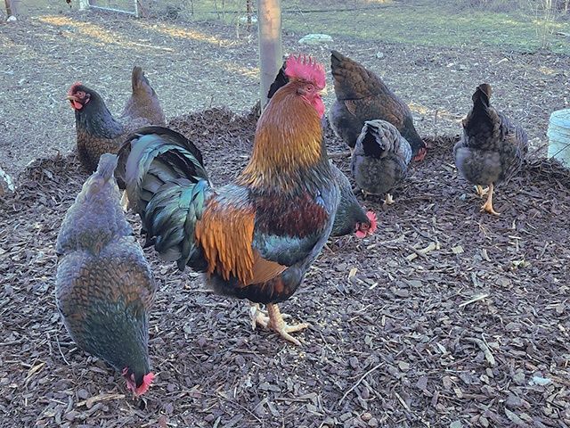 Яйце на інкубацію. Високий заплід.Курчата.Барневельдер: Золото, Срібло