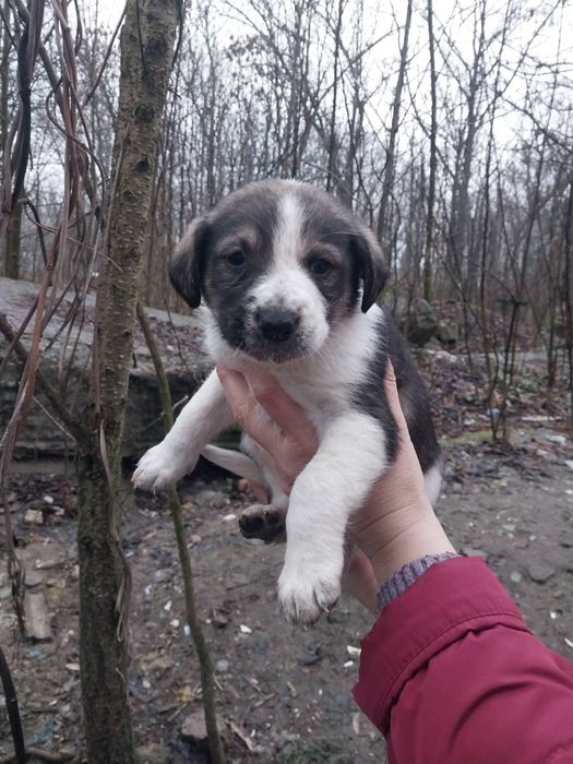 Шукаємо родину чудовим  песикам. Безкоштовно
