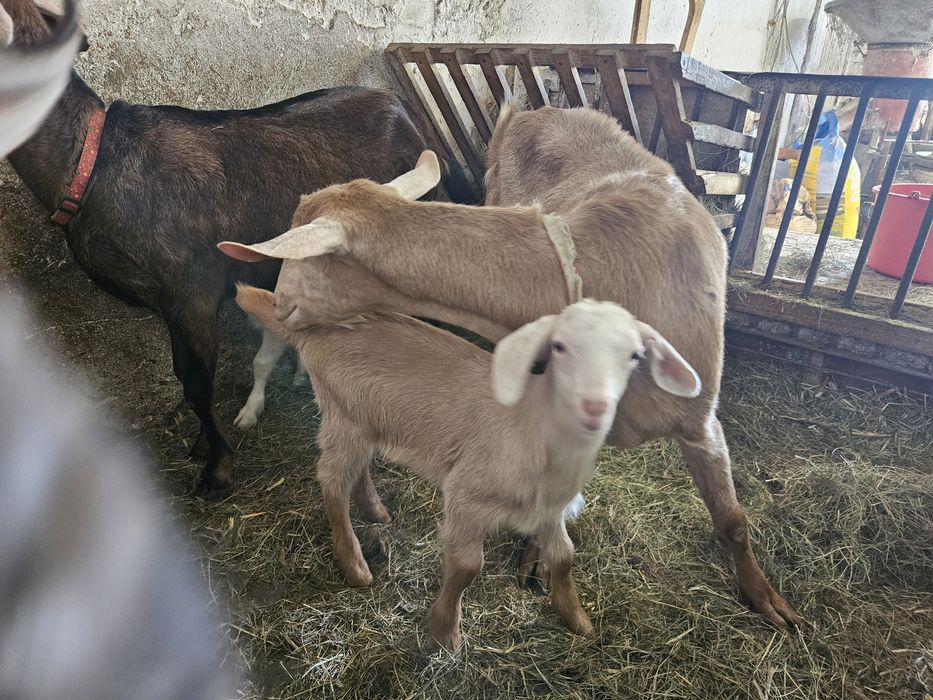 Koziołek bezrożny różowy