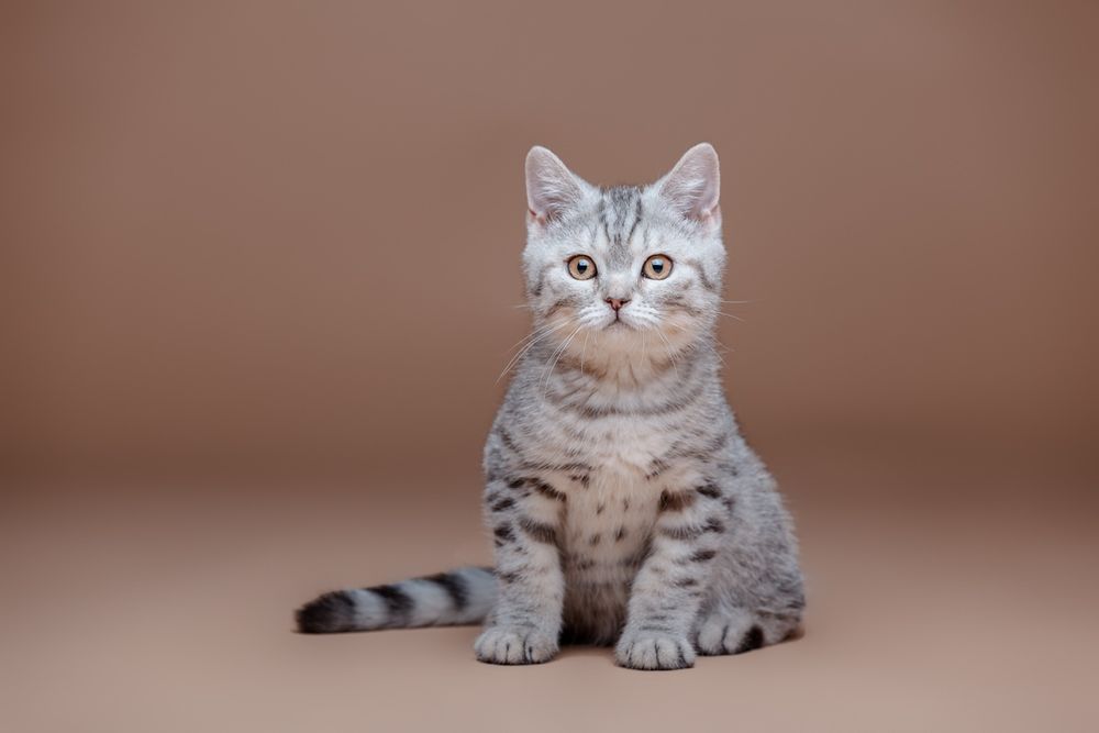 Шотландский котёнок