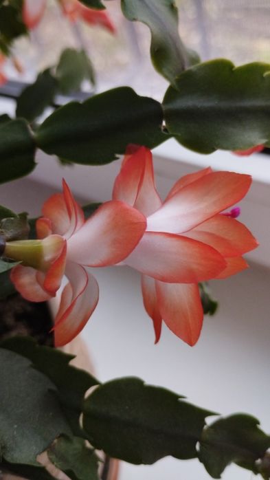 Шлюмберг укоренённые отростки