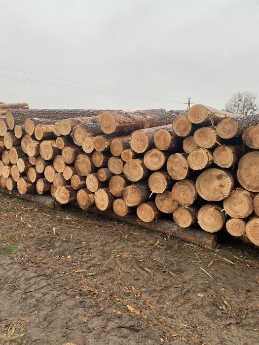Drewno sosna kłody