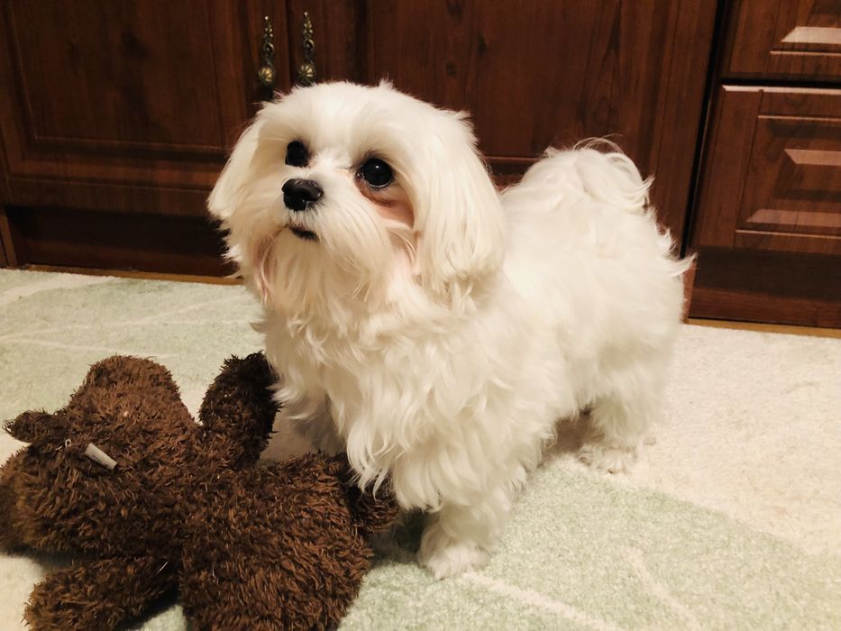 Злучка міні Мальтезе